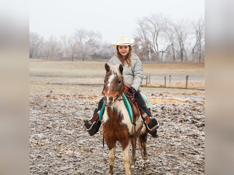 Shetland Ponys Wallach 13 Jahre 102 cm Schecke in Howell