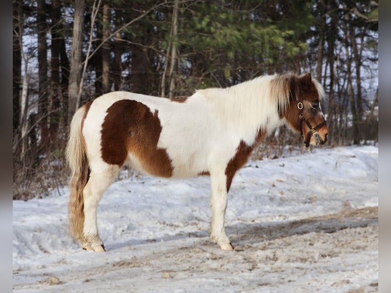 Shetland Ponys Wallach 13 Jahre 102 cm Schecke in Howell