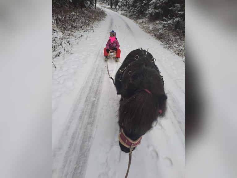 Shetland Ponys Wallach 13 Jahre 103 cm Rappe in Kröning