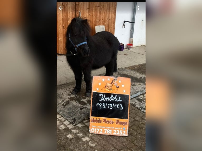 Shetland Ponys Wallach 13 Jahre 103 cm Rappe in Kröning