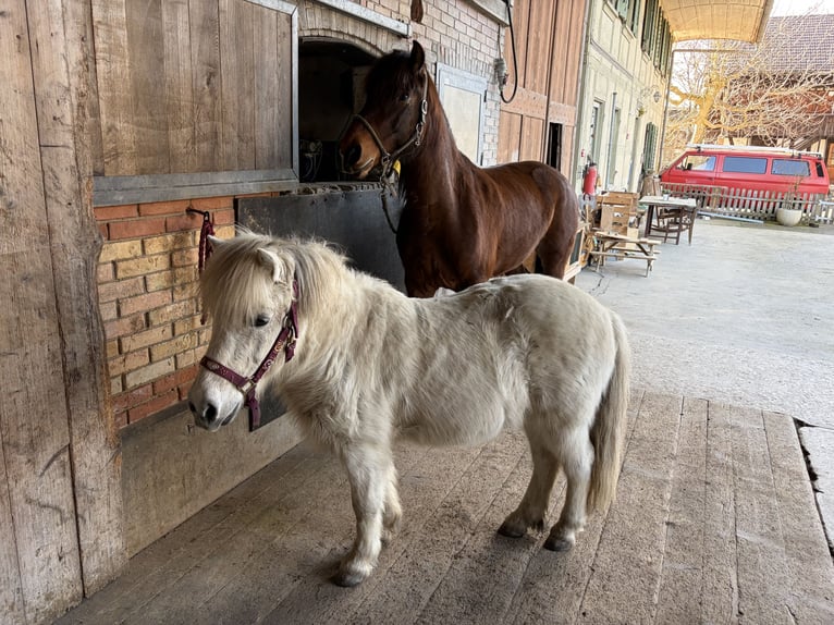 Shetland Ponys Wallach 13 Jahre 105 cm Schimmel in Schüpfen