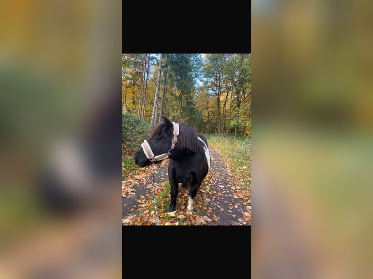 Shetland Ponys Wallach 13 Jahre 107 cm Schecke in Üxheim
