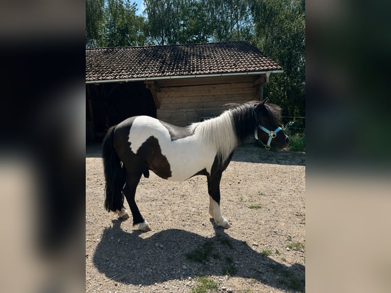 Shetland Ponys Mix Wallach 13 Jahre 107 cm Schecke in Wolfersdorf