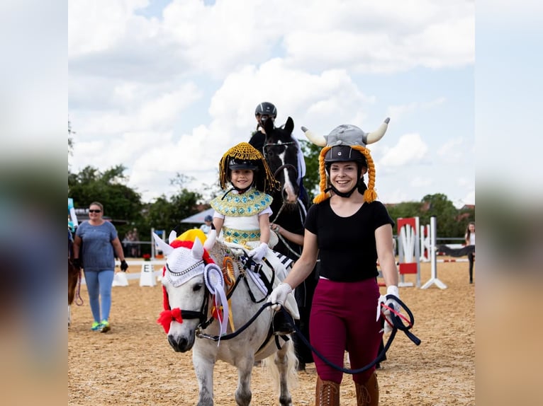 Shetland Ponys Wallach 13 Jahre 110 cm Apfelschimmel in Poppenricht