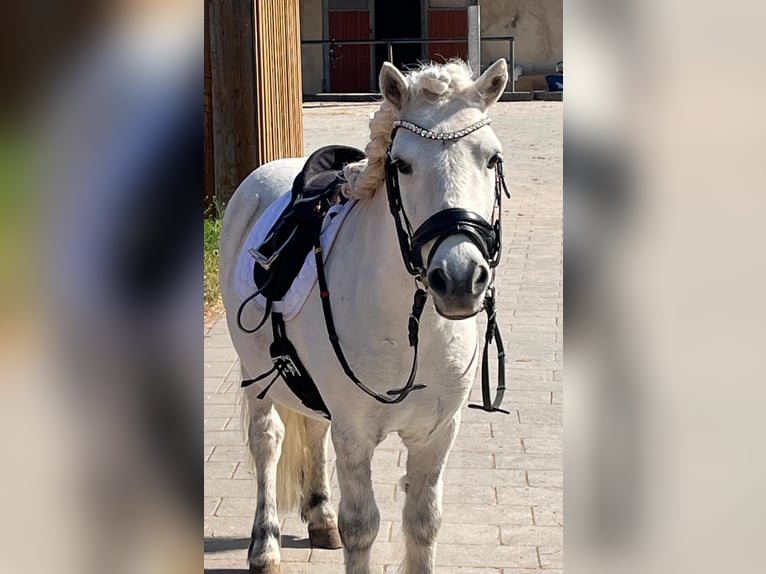 Shetland Ponys Wallach 13 Jahre 110 cm Apfelschimmel in Poppenricht