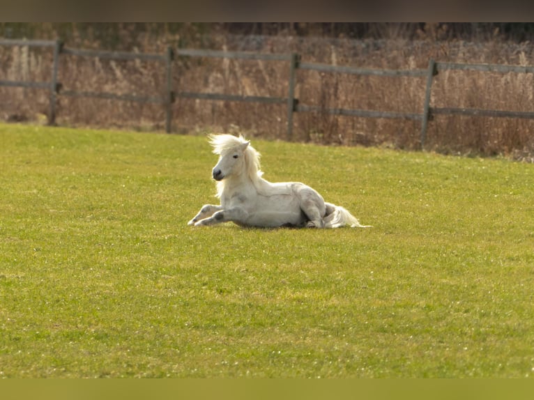 Shetland Ponys Wallach 13 Jahre 110 cm Apfelschimmel in Poppenricht