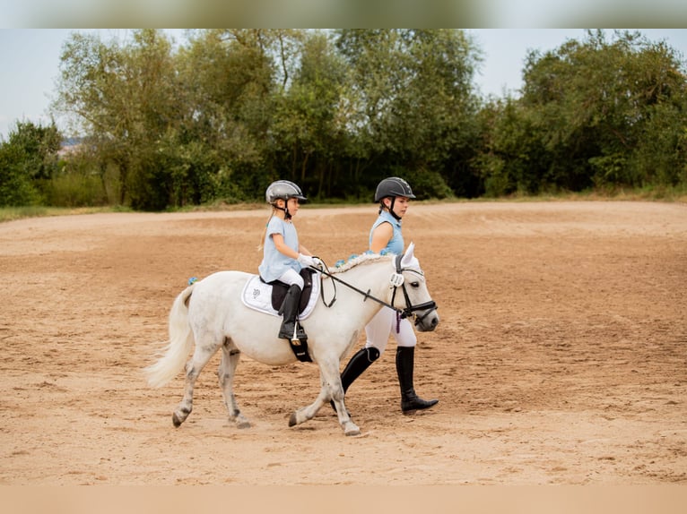 Shetland Ponys Wallach 13 Jahre 110 cm Apfelschimmel in Poppenricht