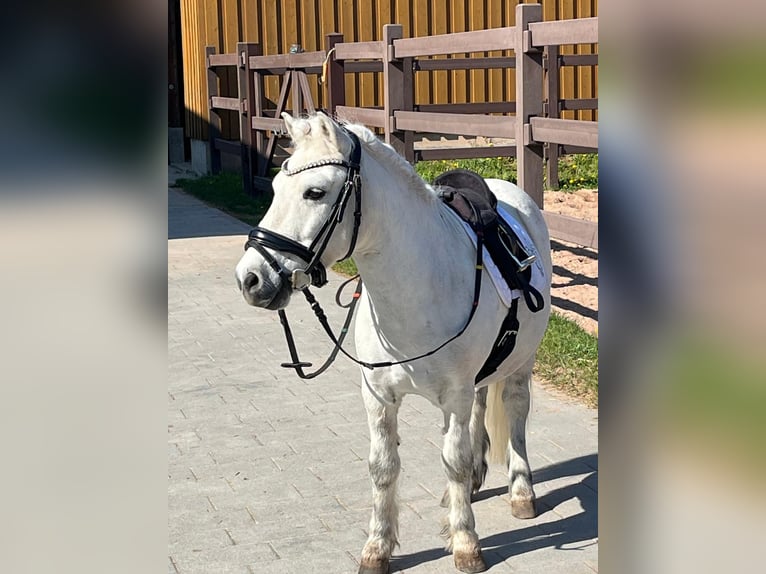 Shetland Ponys Wallach 13 Jahre 110 cm Apfelschimmel in Poppenricht