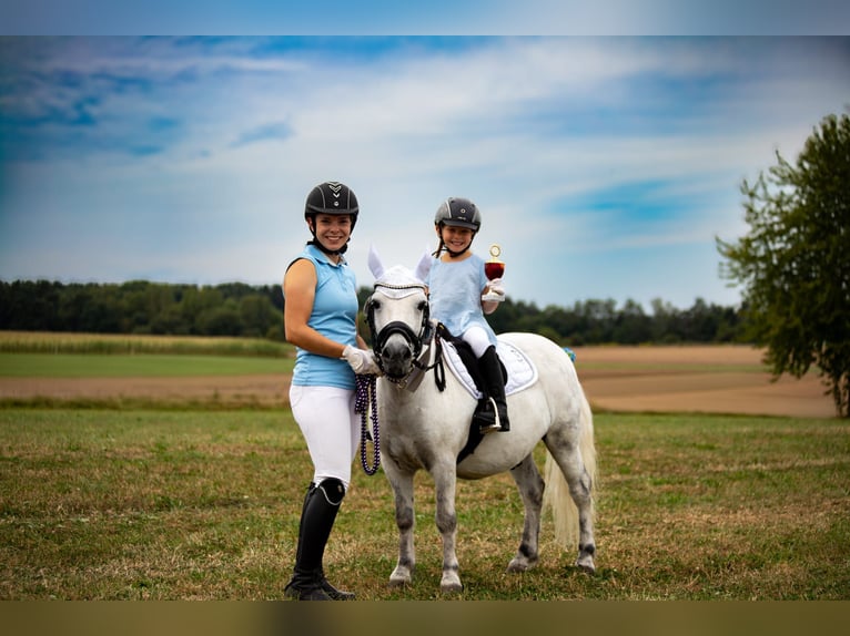 Shetland Ponys Wallach 13 Jahre 110 cm Apfelschimmel in Poppenricht