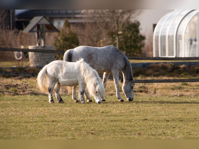 Shetland Ponys Wallach 13 Jahre 110 cm Apfelschimmel in Poppenricht