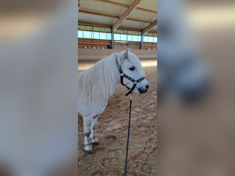 Shetland Ponys Wallach 13 Jahre 110 cm Apfelschimmel in Poppenricht