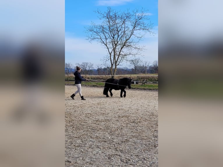 Shetland Ponys Wallach 13 Jahre 110 cm Rappe in Boppard Shetland Ponys Wallach 13 Jahre 110 cm Rappe in Boppard