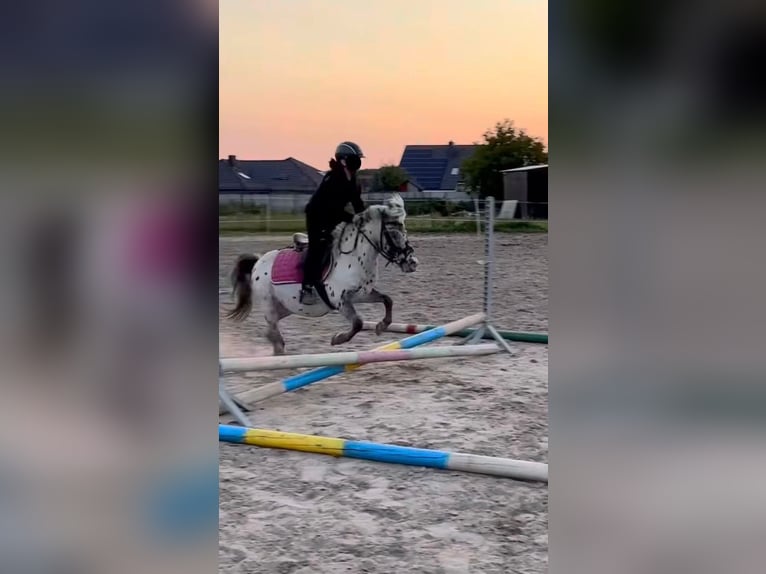 Shetland Ponys Wallach 13 Jahre 110 cm Tigerschecke in Garby