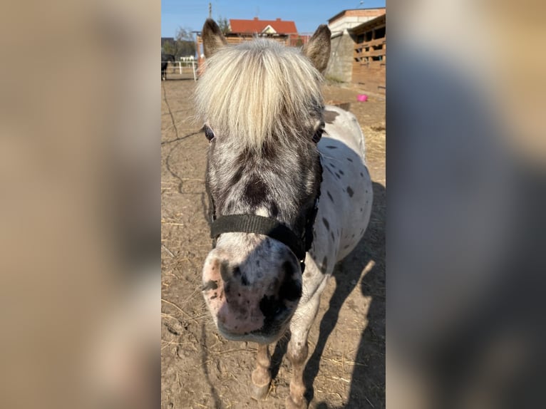 Shetland Ponys Wallach 13 Jahre 110 cm Tigerschecke in Garby