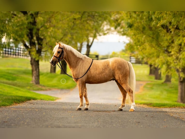 Shetland Ponys Wallach 13 Jahre 114 cm Palomino in Lebanon
