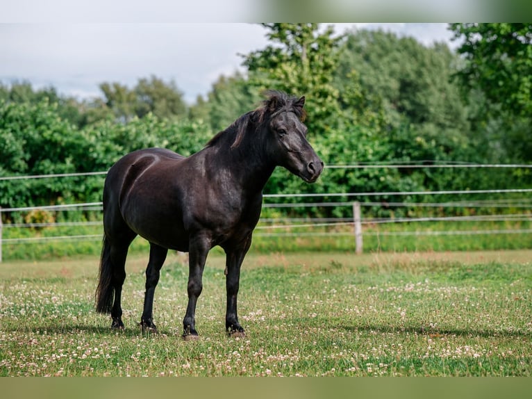 Shetland Ponys Wallach 13 Jahre 118 cm Rappe in Rendsburg