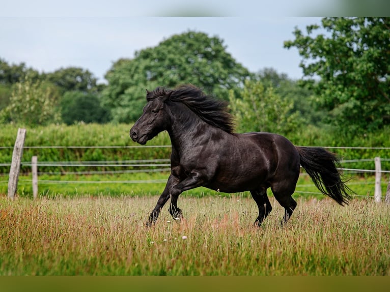 Shetland Ponys Wallach 13 Jahre 118 cm Rappe in Rendsburg