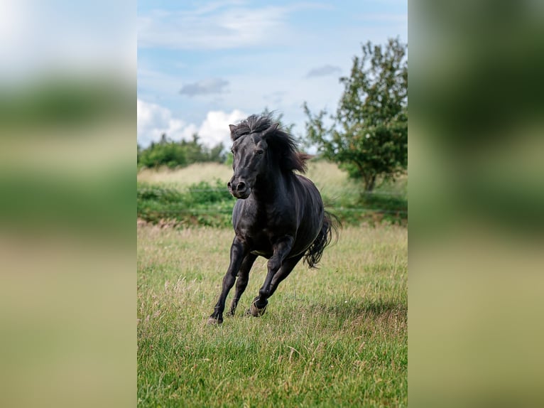 Shetland Ponys Wallach 13 Jahre 118 cm Rappe in Rendsburg
