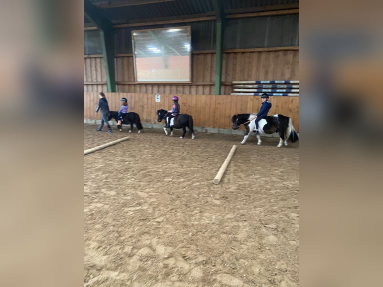 Shetland Ponys Wallach 14 Jahre 100 cm Schecke in D&#xF6;tlingen