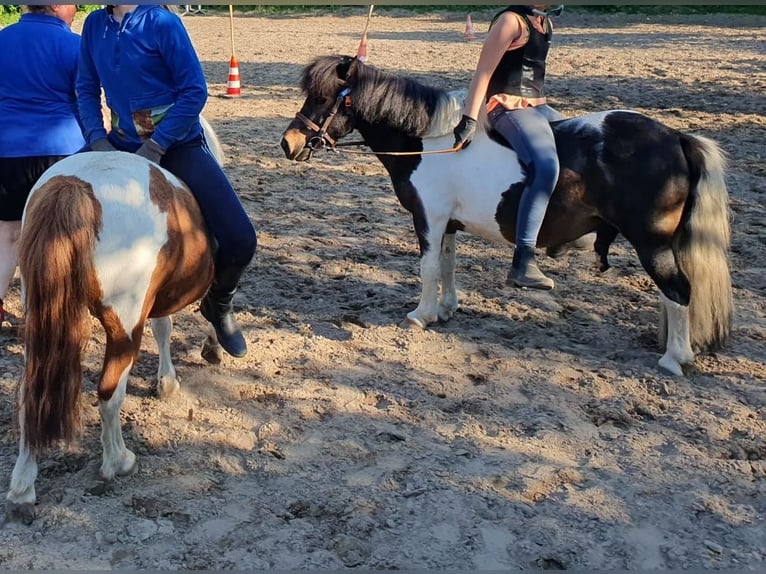 Shetland Ponys Wallach 14 Jahre 100 cm Schecke in D&#xF6;tlingen