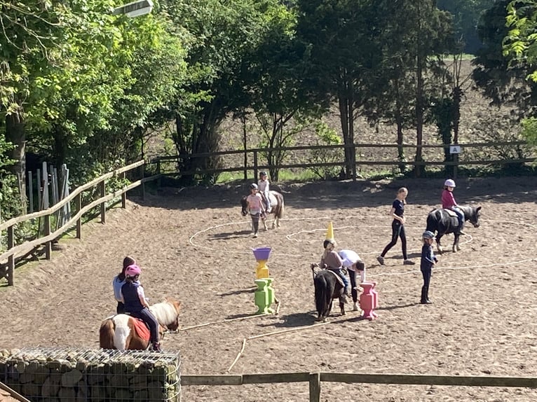 Shetland Ponys Wallach 14 Jahre 100 cm Schecke in D&#xF6;tlingen