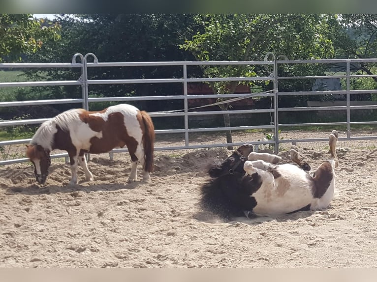 Shetland Ponys Wallach 14 Jahre 100 cm Schecke in D&#xF6;tlingen