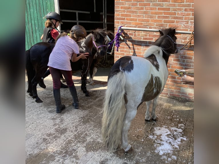 Shetland Ponys Wallach 14 Jahre 100 cm Schecke in D&#xF6;tlingen