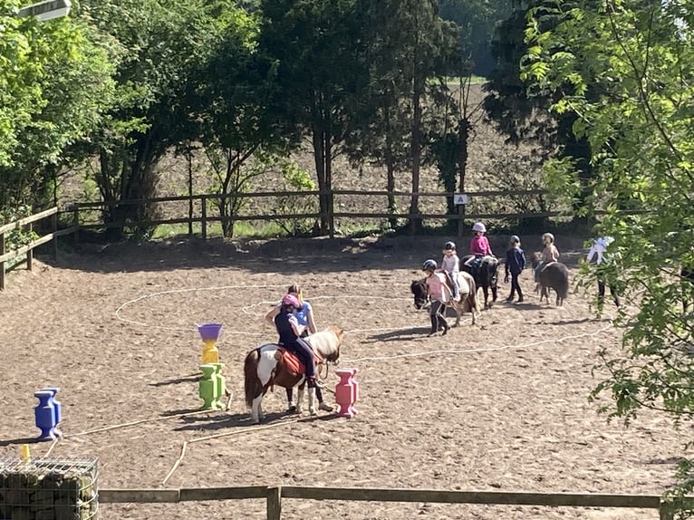 Shetland Ponys Wallach 14 Jahre 100 cm Schecke in D&#xF6;tlingen