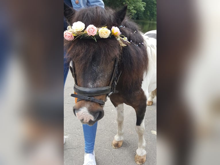 Shetland Ponys Wallach 14 Jahre 100 cm Schecke in D&#xF6;tlingen