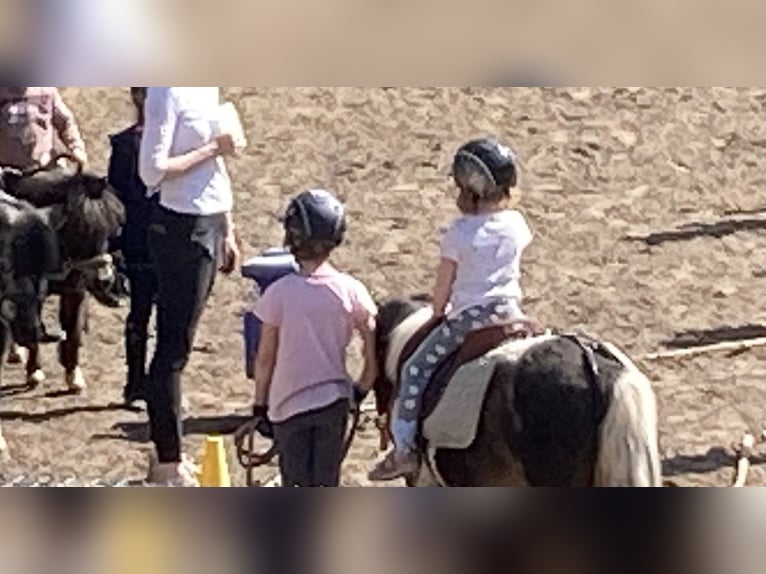 Shetland Ponys Wallach 14 Jahre 100 cm Schecke in D&#xF6;tlingen