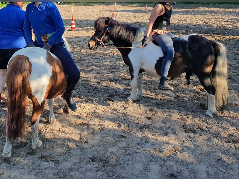Shetland Ponys Wallach 14 Jahre 100 cm Schecke in D&#xF6;tlingen