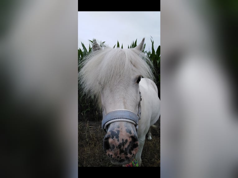 Shetland Ponys Wallach 14 Jahre 103 cm Schimmel in Mettingen