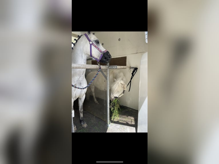 Shetland Ponys Wallach 14 Jahre 103 cm Schimmel in Mettingen