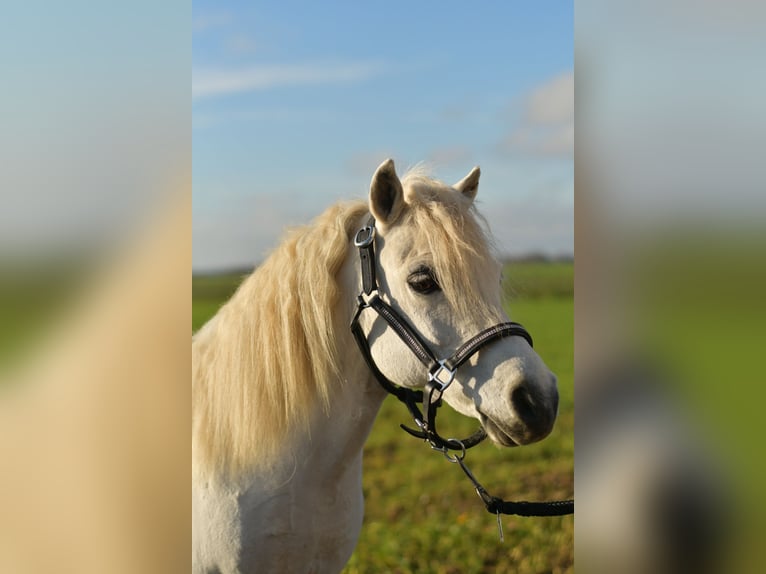 Shetland Ponys Wallach 14 Jahre 105 cm Schimmel in Geilenkirchen