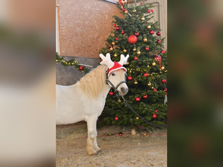 Shetland Ponys Wallach 14 Jahre 105 cm Schimmel in Geilenkirchen