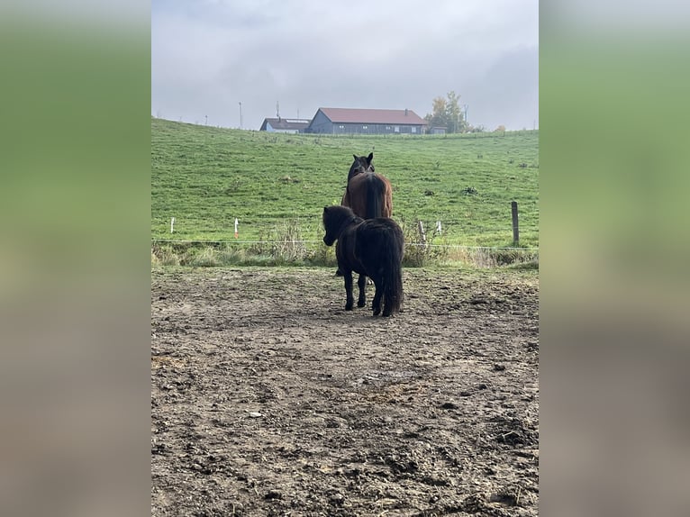 Shetland Ponys Wallach 14 Jahre 108 cm Rappe in Ried