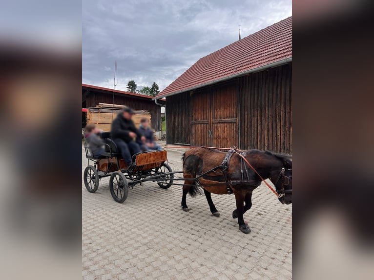 Shetland Ponys Wallach 14 Jahre 108 cm Rappe in Ried
