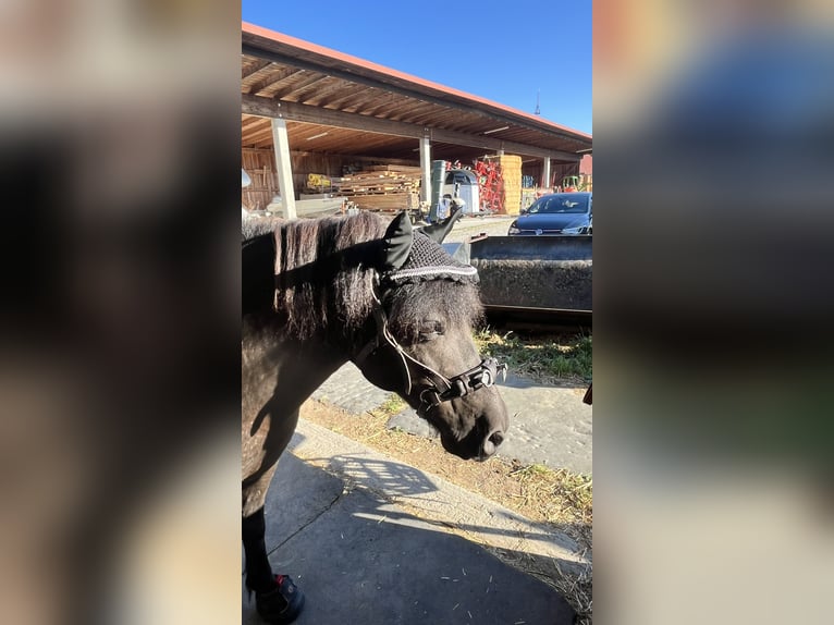 Shetland Ponys Wallach 14 Jahre 108 cm Rappe in Ried