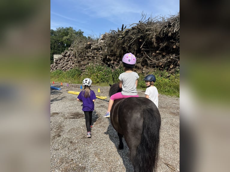 Shetland Ponys Wallach 14 Jahre 108 cm Rappe in Ried