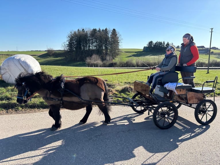 Shetland Ponys Wallach 14 Jahre 108 cm Rappe in Ried