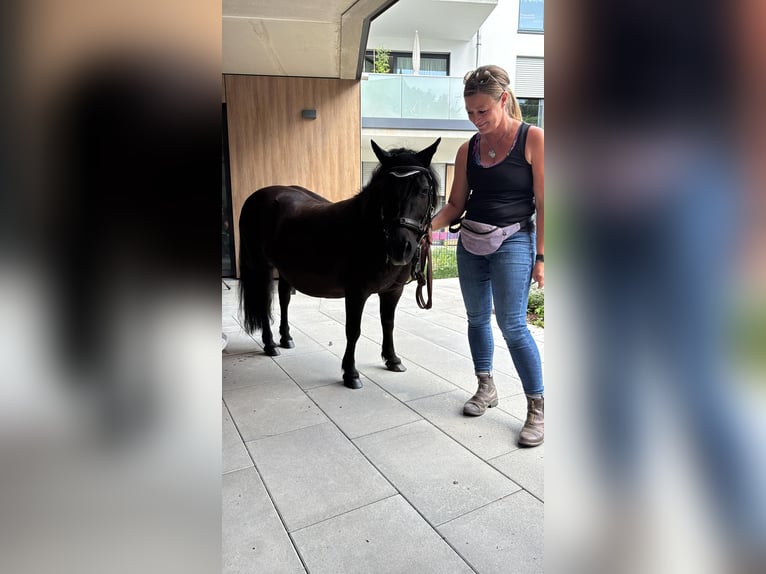 Shetland Ponys Wallach 14 Jahre 108 cm Rappe in Ried