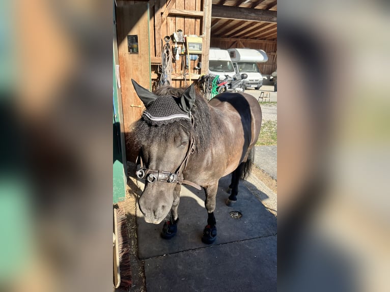 Shetland Ponys Wallach 14 Jahre 108 cm Rappe in Ried