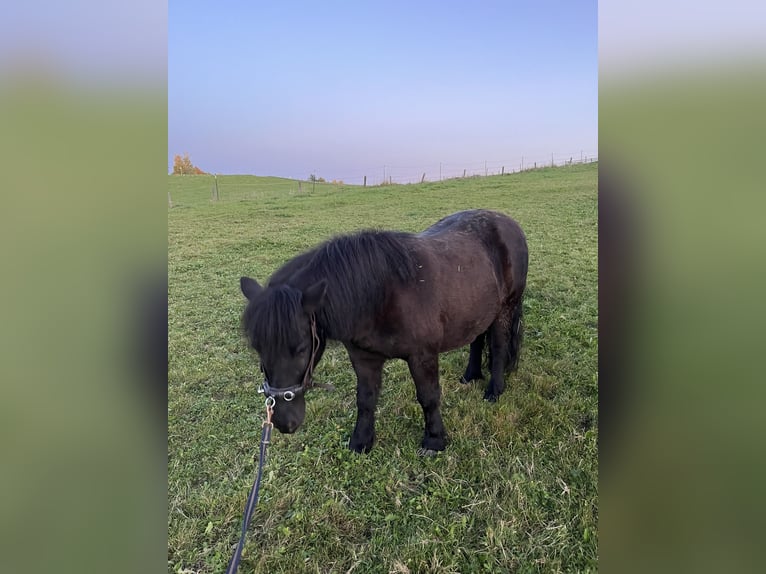 Shetland Ponys Wallach 14 Jahre 108 cm Rappe in Ried