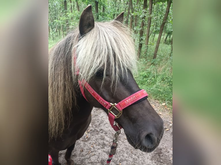 Shetland Ponys Mix Wallach 14 Jahre 110 cm  in Großbeeren