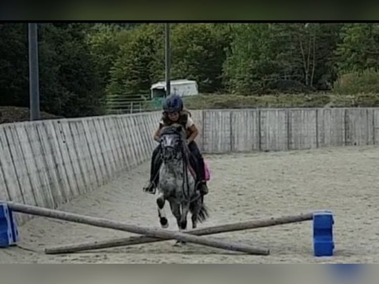Shetland Ponys Wallach 14 Jahre 110 cm  in Spaichingeni