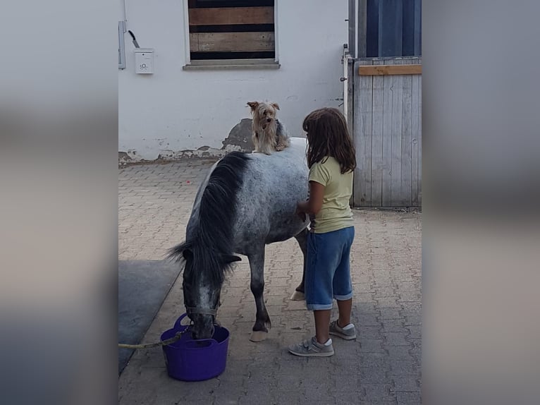 Shetland Ponys Wallach 14 Jahre 110 cm  in Spaichingeni