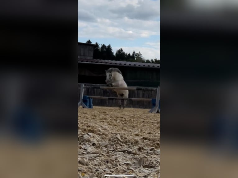 Shetland Ponys Wallach 14 Jahre 110 cm  in Spaichingeni