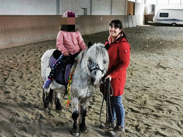 Shetland Ponys Wallach 14 Jahre 110 cm Tigerschecke in Lienz