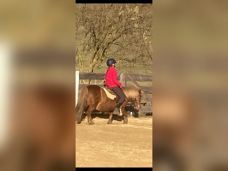 Shetland Ponys Mix Wallach 14 Jahre 112 cm Fuchs in Jena