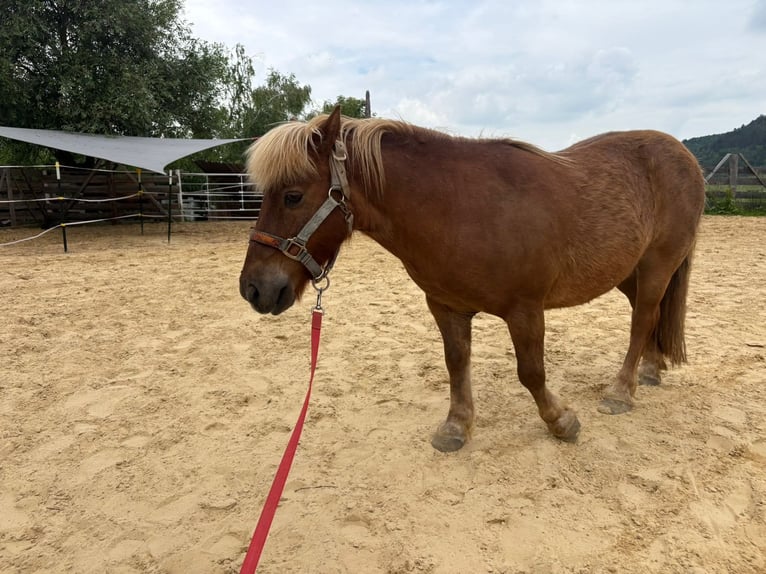 Shetland Ponys Mix Wallach 14 Jahre 112 cm Fuchs in Jena